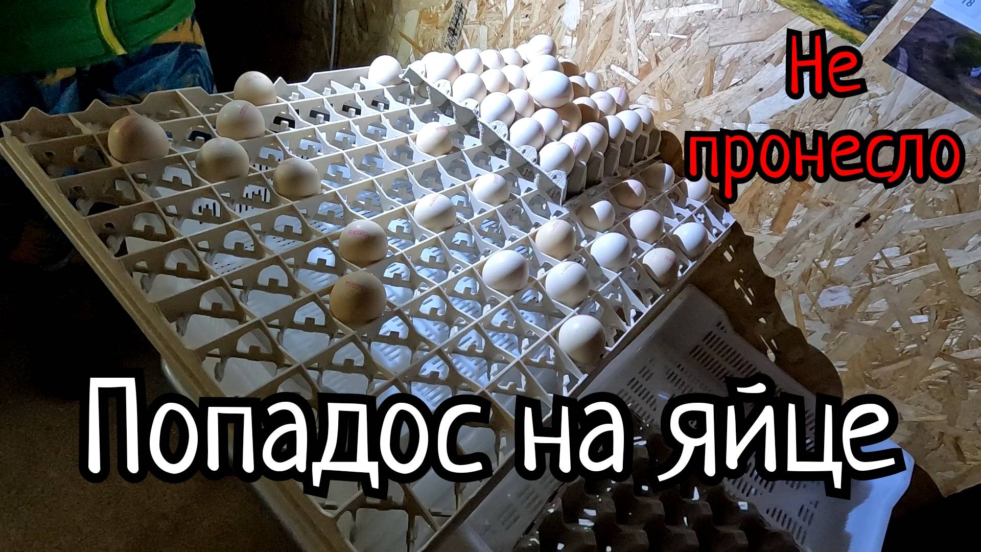 Опять эта Турция!!! Место для выращивания индюков. Новый пол у индюков