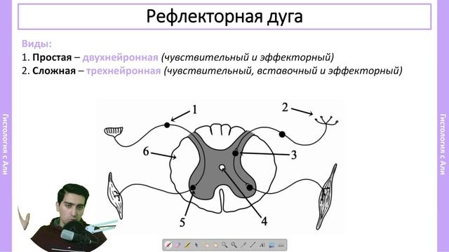 Рефлекторные дуги за 12 минут