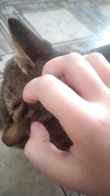 мурзик😍