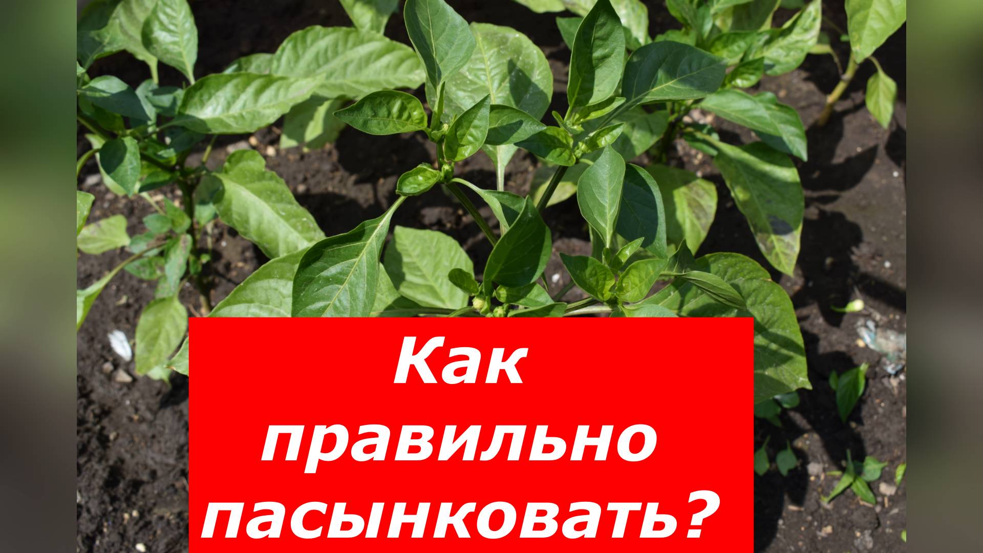 Как формировать молодые кустики перца #овощи #перец #пасынкование