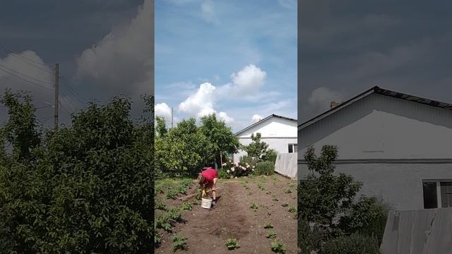 Окучиваю картошку.