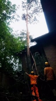 Завес сосны