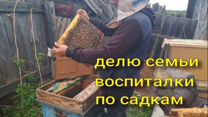 делю семьи воспитательницы по 1 рамки на 10 садков, подставляю маточники