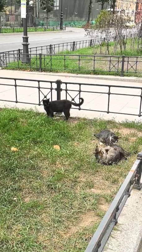 Питерские котики #забавныеживотные #коты #котики #Питер #питерскиекоты #funnycats #funnyanimals