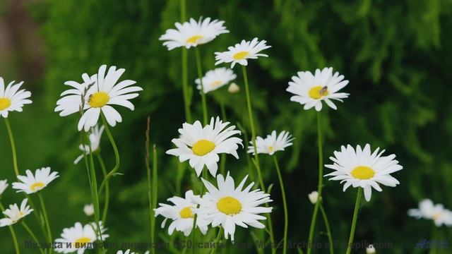 Звук, от которого СХОДЯТ С УМА! - Friends -- Crowander -- Uplifting Funband (poprock)