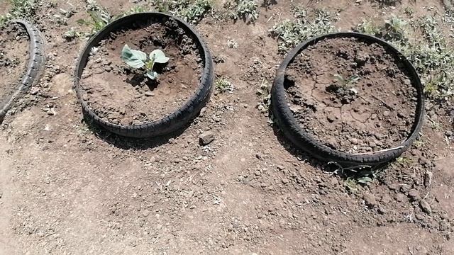САЖАЕМ ПОЗДНЮЮ КАПУСТУ, ПРИШЛО ВРЕМЯ.