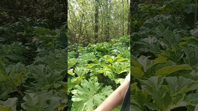 Осторожно, борщевик 🚫 часть 1