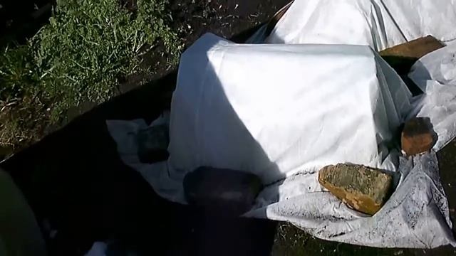 Виноград. Опять заморозки. Кузбасс.
