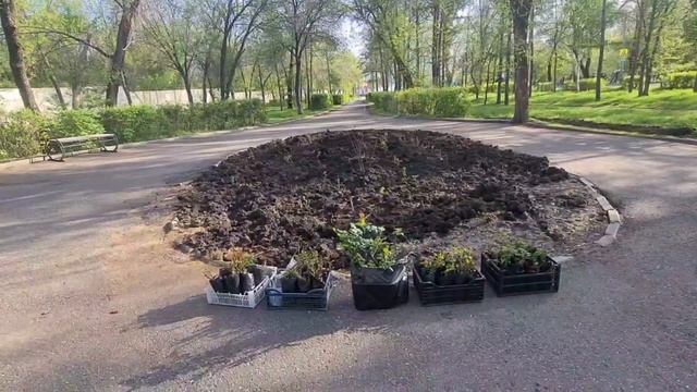 Высадка Белых Роз в Оренбурге