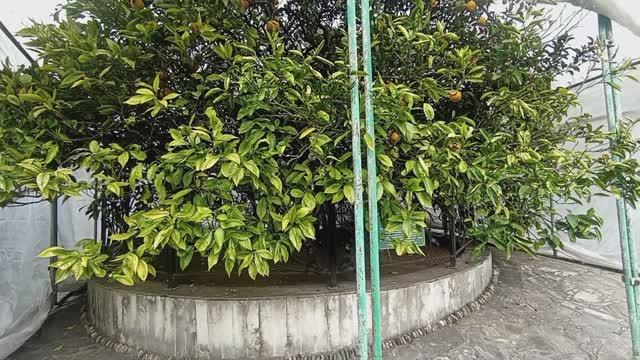 Древо Дружбы. Красная поляна, Сочи. Новый Год.