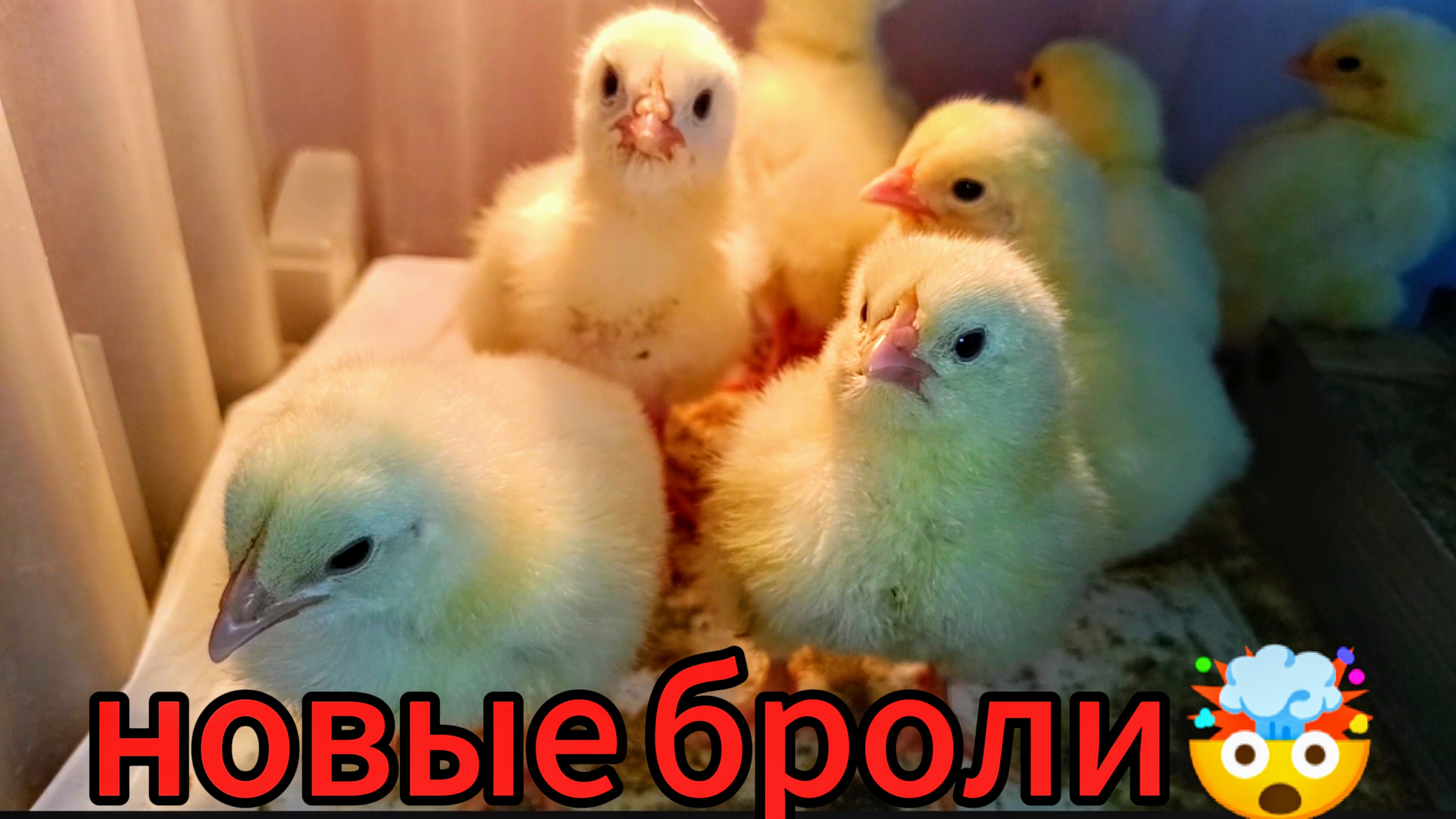 Замораживаем зелень🌿 третьи бройлеры подъехали🐔ждём перепелят🐣
