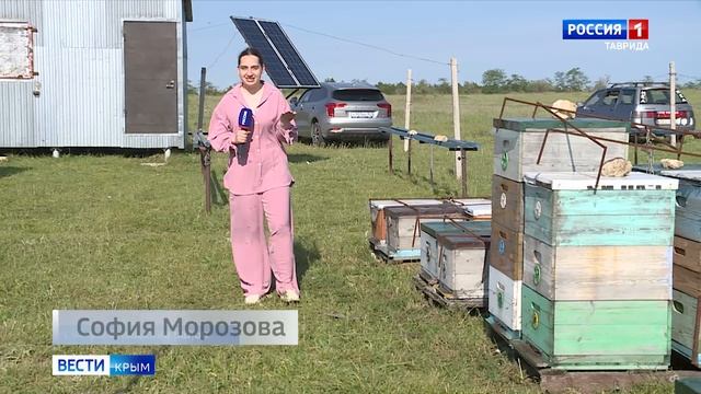 Богатый климат Крыма, по оценкам специалистов, идеально подходит для пчеловодства