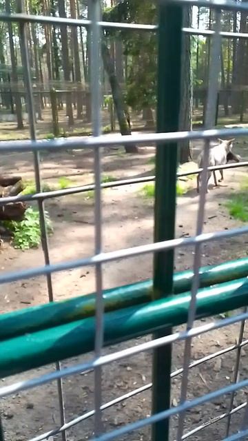 VID_20250613_152845.mp4