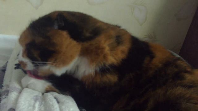the cat is washing  #sorts