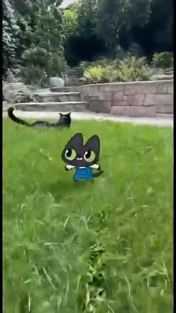 Бенчик встретил Бенчика! 🐈⬛ #Симба #Симбочка #бенчик