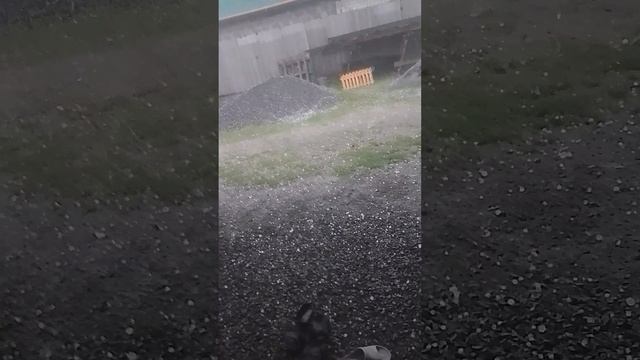 На Южном Урале прошел град капец  все  деревья весь виноград помидоры ,ягоды все труды огородные