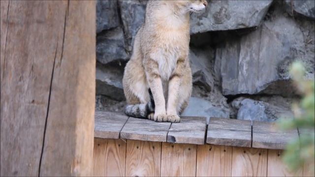 Камышовая кошка и её котёнок 09.06.2025
