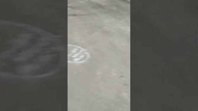 Мы идём гулять с собакой! | 13-июн-2025