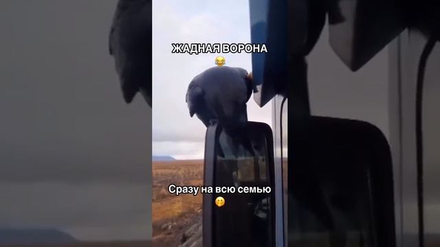 Жадная ворона