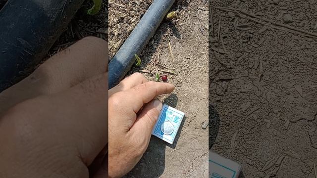 Чёрная смородина,(пахучая, настоящая, не Мичуринская).