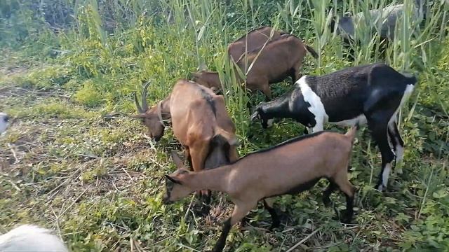 Домой через камыш, через огород