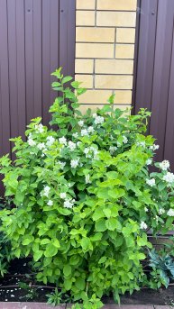 Чубушник - основные правила ухода.