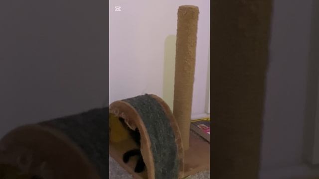 Домашние животные