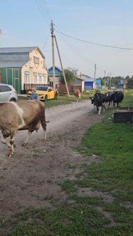 Машина в безопасности 😁 Ждём молоко 😇