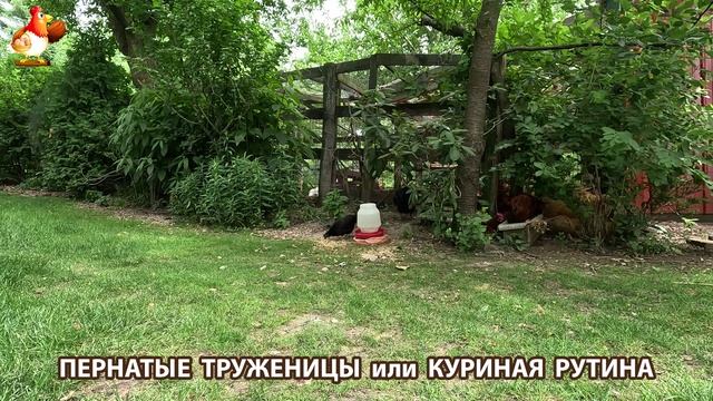 Куры несушки свободного выгула и их обычная куриная рутина – эпизод (441)