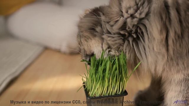 Саунд создаёт ощущение полёта без границ - Апатия (feat. DJ Bog) -- POVALISHIN DIVISION -- Запрещать