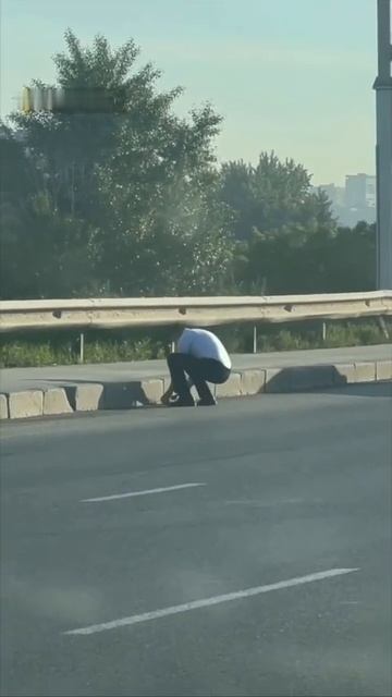 Утка с утятами на дороге