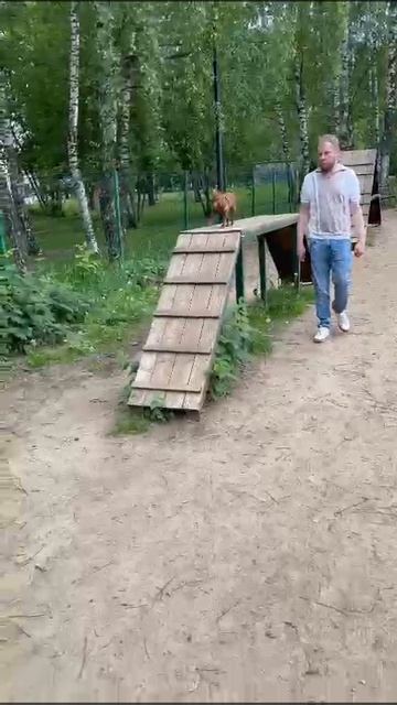 Цвергпинчер Чабби тренировка1 снаряды