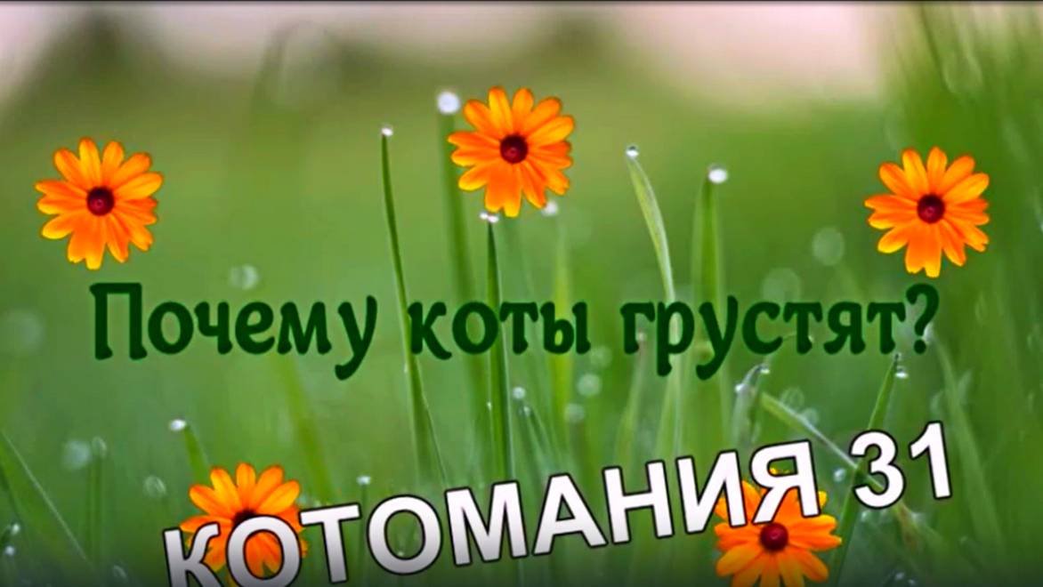 Почему коты грустят?