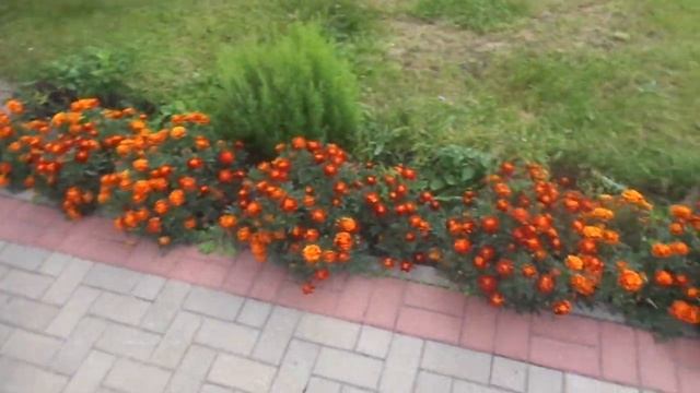 @ zoom tv  Тут Памятник В И Ленину рядом посажены цветы