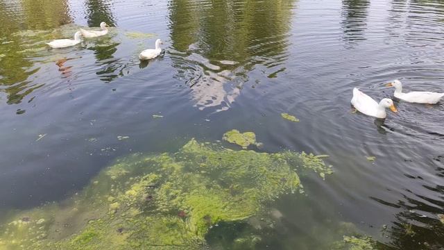 Спасск. На пруду