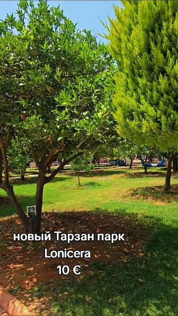 тарзан парк Lonicera Resort #турция2025 #отелитурции #lonicera #пляжавсаллар
