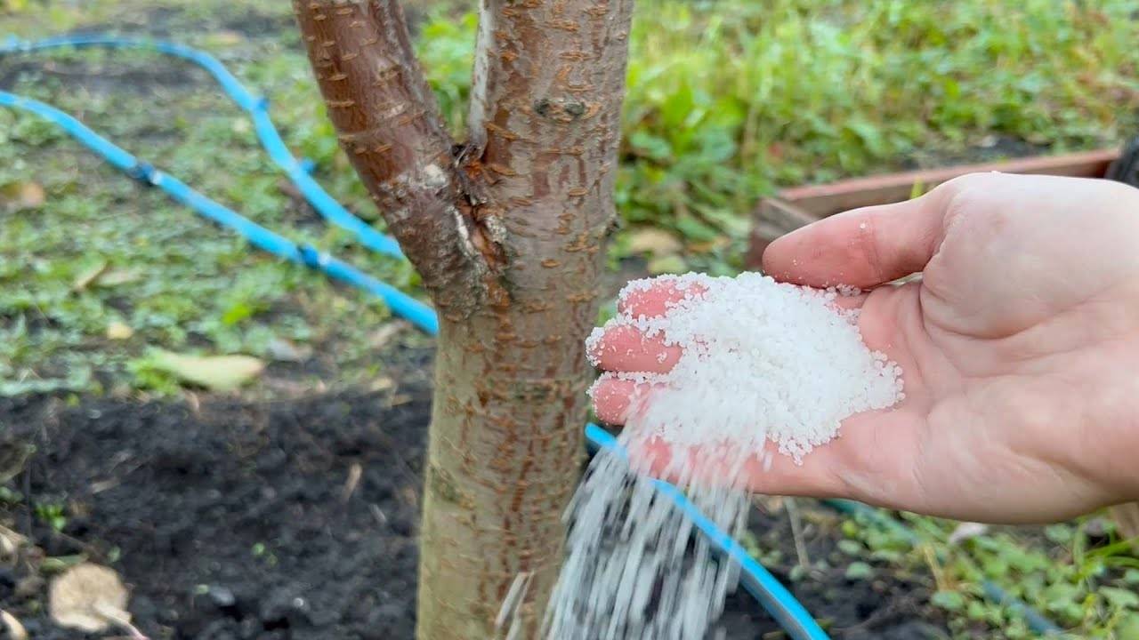 Секрет урожая на следующий год дайте это своим садовым деревьям и кустарникам в октябре!