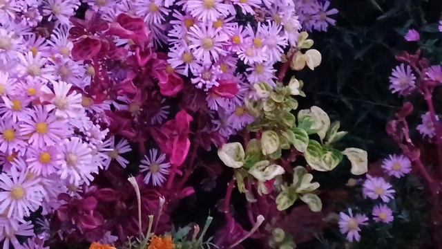 СПОКОЙНОЙ НОЧИ 🌌 ЧУДНЫХ СНОВ 😊 И В НИХ ОБИЛИЯ ЦВЕТОВ
