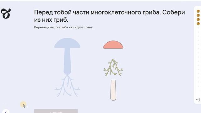 6 Грибы