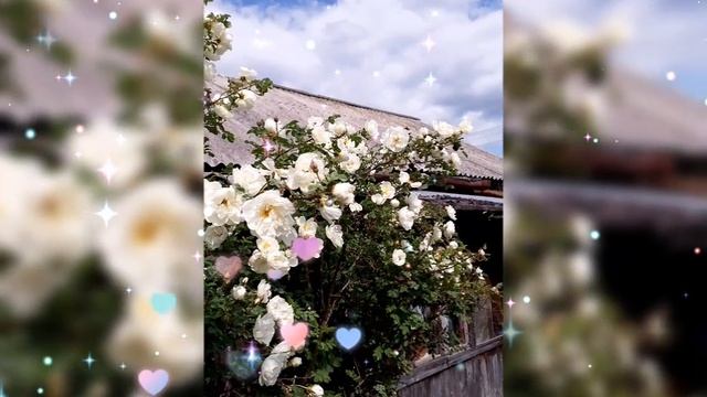 🌺 СИРЕНЬ, КУСТЫ БЕЛОЙ РОЗЫ 🌺 12 ИЮНЯ 2025 г.🌺