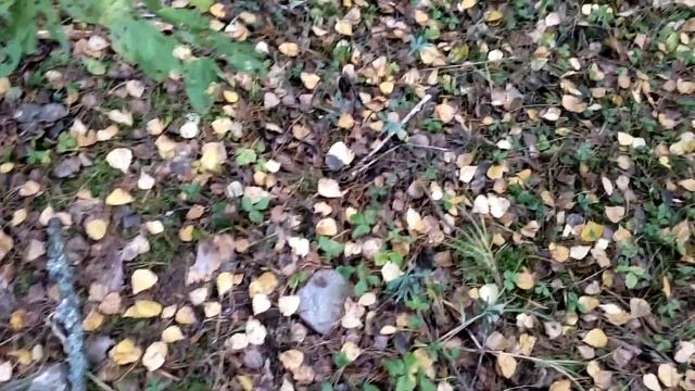 Заброшенный бункер в лесу   Беларусь