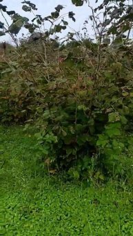 Ежевичная плантация, фруктовый сад в Гурии, Грузия. Участок в продаже, цена от 100 000$