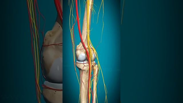 Колени болят? Слушай внимательно