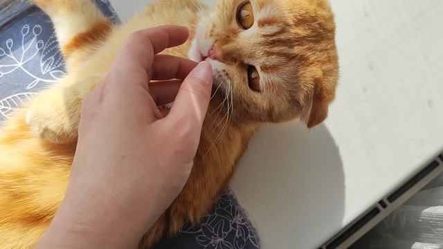 Куськи лентяйничают после завтрака
