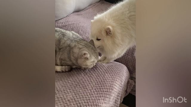 Пёс Кокос и кос Альф