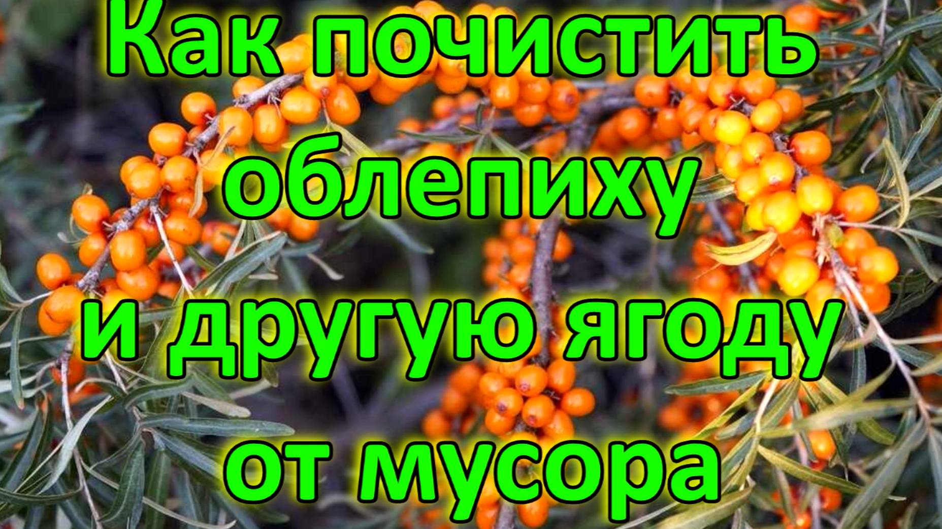 Как почистить облепиху и другую ягоду от мусора