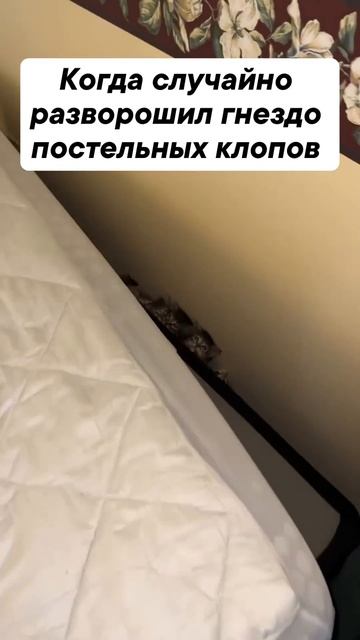 Котята в кроватке