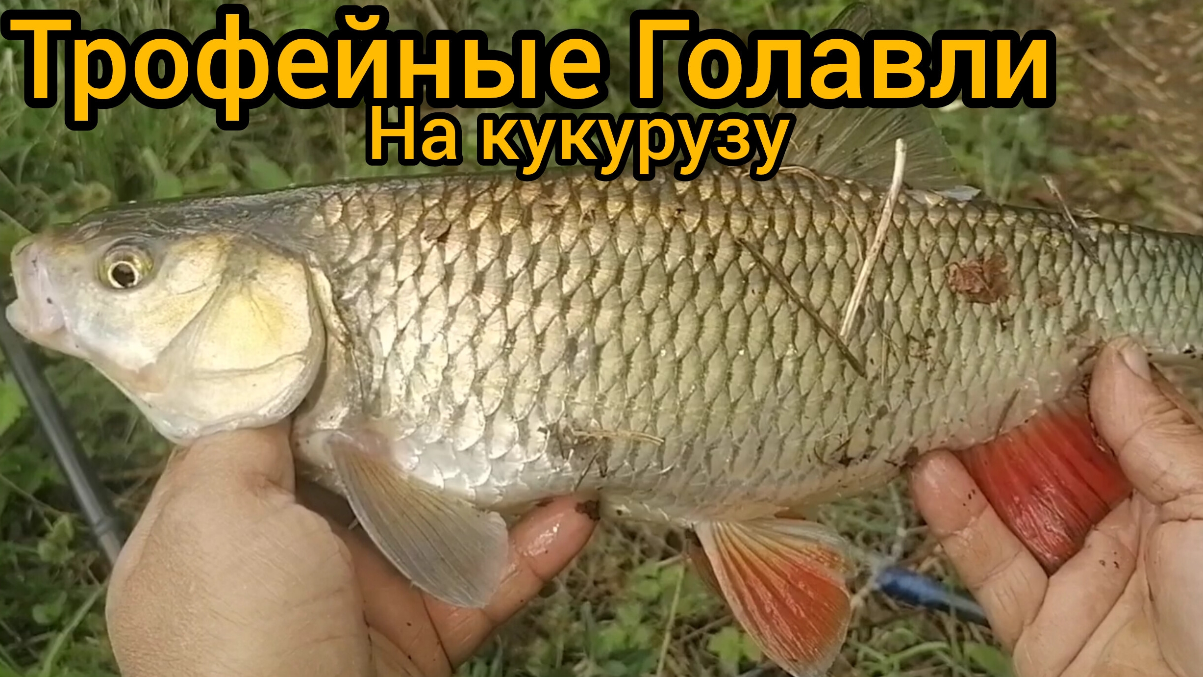 А это настоящее трофеи на данной реке. Рыбалка на лесной реке