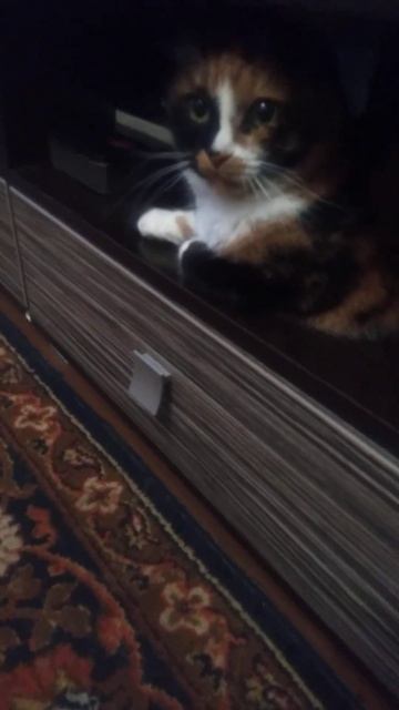 the cat hid #shorts