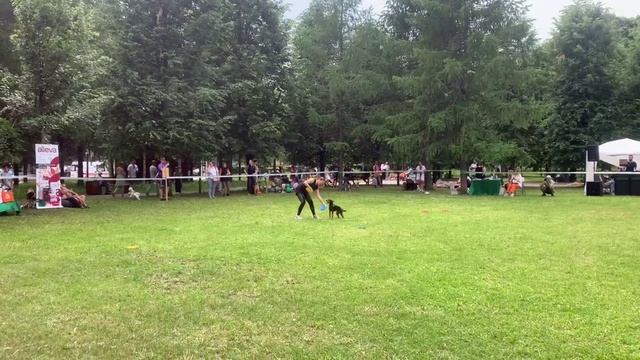 АГТ Локи - выступление на #собакивгороде2025